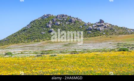 A mass of yellow and white daisies growing wild in the West Coast National Park, near Langebaan in the Western Cape, South Africa. Stock Photo