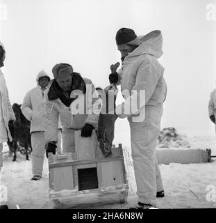 Pisz, 1969-12. Pracownicy Przedsiêbiorstwa Las z Olsztyna od³awiaj¹ ¿ywe zaj¹ce przeznaczone na eksport (m.in. do Francji i W³och). Nz. umieszczanie z³apanych zwierzaków w klatkach. kw  PAP/Stanis³aw Moroz  Dok³adny dzieñ wydarzenia nieustalony.      Pisz, Dec. 1969. Workers of the Las Enterprise in Olsztyn are living hare hunting. The animals were exported to France, Italy and other countries. Pictured: placing the animals in cages.  kw  PAP/Stanislaw Moroz Stock Photo