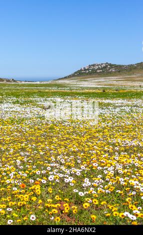 A mass of yellow and white daisies growing wild in the West Coast National Park, near Langebaan in the Western Cape, South Africa. Stock Photo