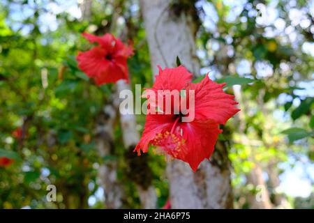 Mexico Frontera Corozal Usumacinta River Yaxchilan - Hibiscus rosa-sinensis - China rose  - Hibiscus Stock Photo