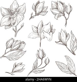 Blooming magnolia flower, petals and leaves monochrome sketch outline. Spring and summer botany revival, card decorations and branches for adornment. Stock Vector