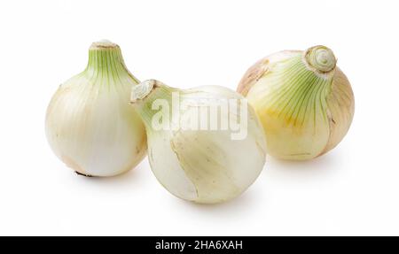 Three new onions on a white background. Stock Photo