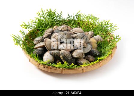 Asari clams in a colander on a white background.  Asari clams are bivalves found in Japan. Stock Photo