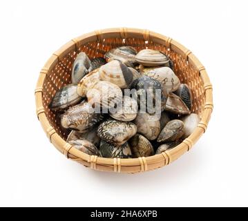 Asari clams in a colander on a white background.  Asari clams are bivalves found in Japan. Stock Photo