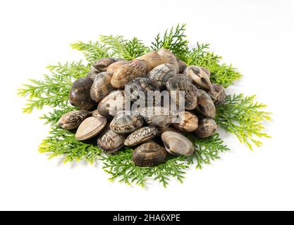 Asari clams on a cypress leaf on a white background.  Asari clams are bivalves found in Japan. Stock Photo