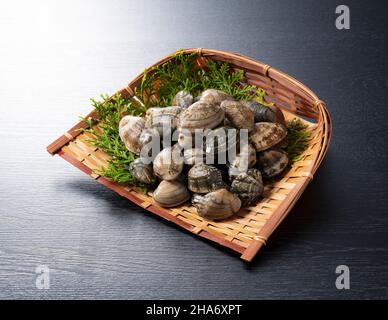 Asari clams in a colander on a black background. Asari clams are bivalves found in Japan. Stock Photo