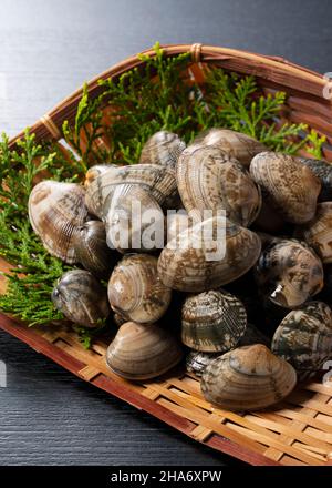 Asari clams in a colander on a black background. Asari clams are bivalves found in Japan. Stock Photo