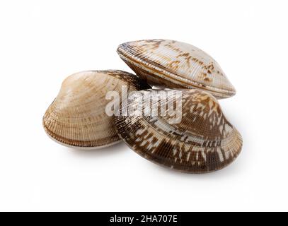 Multiple asari clams on a white background Stock Photo