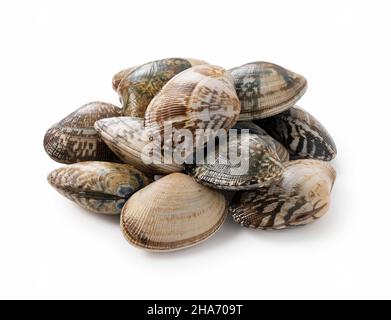 Multiple asari clams on a white background Stock Photo