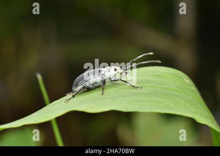Close up photo of bluish grey weevil beetle resting on green leaf. Stock Photo