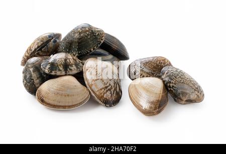 Multiple asari clams on a white background Stock Photo