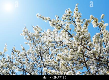 Blue sky and lots of white plum blossoms in the trees. Stock Photo