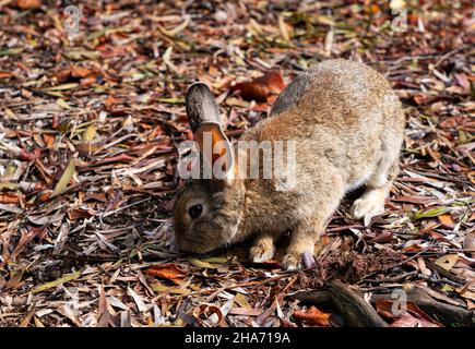 A brown rabbit on a fallen leaf Stock Photo