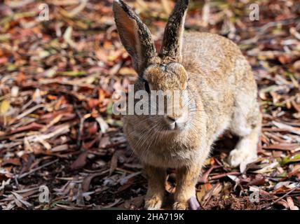 A brown rabbit on a fallen leaf Stock Photo