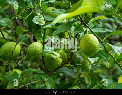 Lemon fruit on a tree in the rain Stock Photo