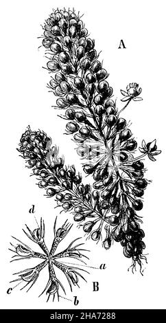 waterwheel plant, Aldrovanda vesiculosa, anonym (botany book, 1892) Stock Photo