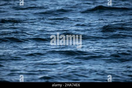 09 November 2021, Baden-Wuerttemberg, Überlingen: The water of Lake Constance shimmers bluish. Photo: Silas Stein/dpa Stock Photo