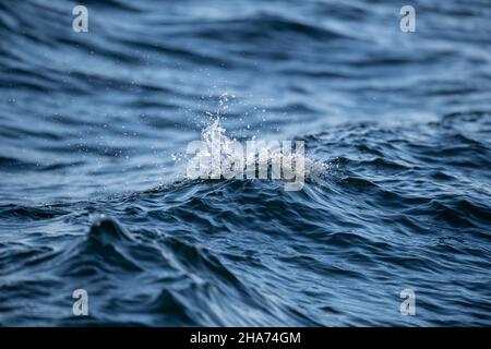 09 November 2021, Baden-Wuerttemberg, Überlingen: The water of Lake Constance shimmers bluish. Photo: Silas Stein/dpa Stock Photo