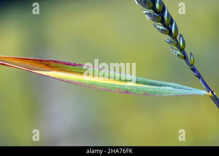 Barley yellow dwarf (BYD) is a plant disease caused by the barley yellow dwarf virus (BYDV). Symptoms - red leaves on wheat. Stock Photo