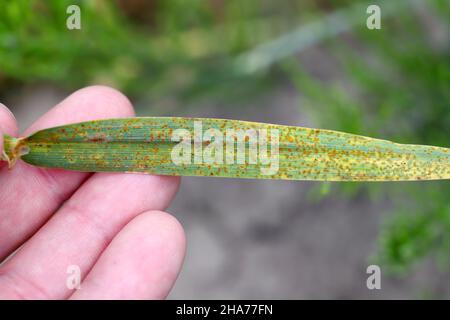 Stem rust, also known as cereal rust, black rust, red rust or red dust, is caused by the fungus Puccinia graminis. Stock Photo