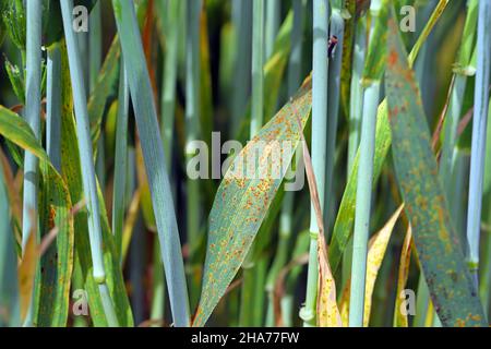 Stem rust, also known as cereal rust, black rust, red rust or red dust, is caused by the fungus Puccinia graminis. Stock Photo