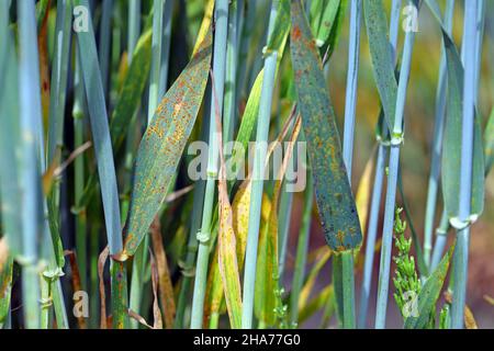 Stem rust, also known as cereal rust, black rust, red rust or red dust, is caused by the fungus Puccinia graminis. Stock Photo