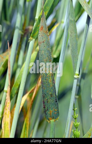 Stem rust, also known as cereal rust, black rust, red rust or red dust, is caused by the fungus Puccinia graminis. Stock Photo