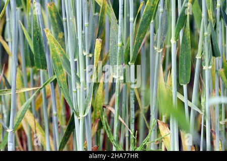 Stem rust, also known as cereal rust, black rust, red rust or red dust, is caused by the fungus Puccinia graminis. Stock Photo