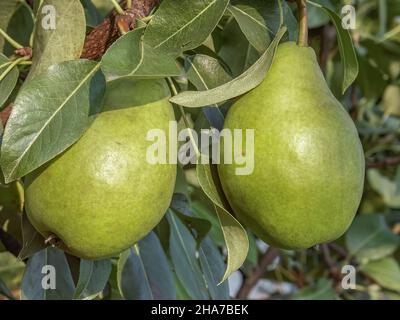 Plums close up photography, Fruits among the leaves on a branch, polish orchards, healthy polish food, close up photography , macrophotography, Poland Stock Photo