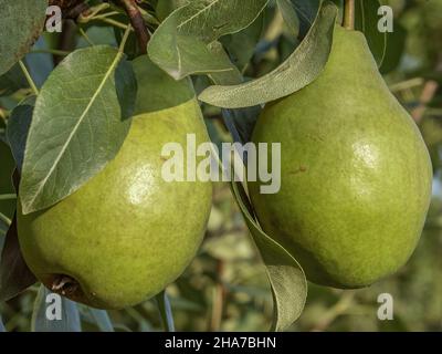 Plums close up photography, Fruits among the leaves on a branch, polish orchards, healthy polish food, close up photography , macrophotography, Poland Stock Photo