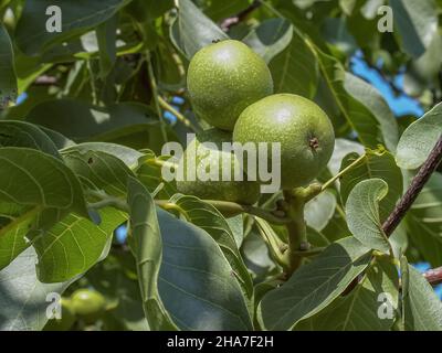 Walnuts, Fruits among the leaves on a branch, polish orchards, healthy polish food, county podkarpackie, Poland Stock Photo