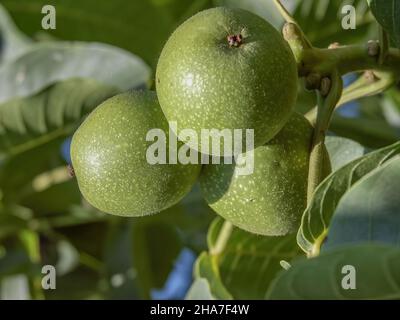 Walnuts, Fruits among the leaves on a branch, polish orchards, healthy polish food, county podkarpackie, Poland Stock Photo