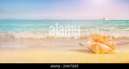 Big seashell on the sand on the beach in the back-light of sunset, background, close up Stock Photo