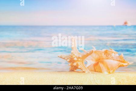 Big seashell on the sand on the beach in the back-light of sunset, background, close up Stock Photo