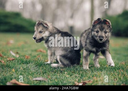 Two small wolf-like puppies are playing on green grass on the lawn. Stock Photo