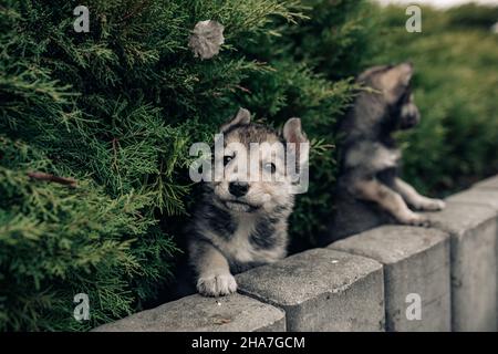 Two small wolf-like puppies are playing among juniper near sidewalk. Stock Photo