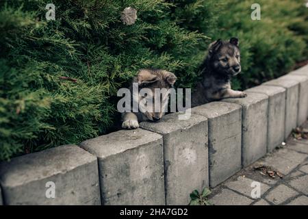 Two small wolf-like puppies are playing among juniper near sidewalk. Stock Photo