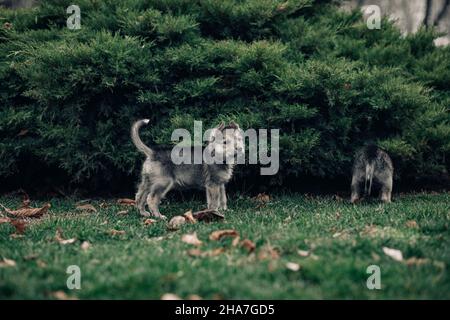 Two small wolf-like puppies are playing on the lawn near juniper. Stock Photo