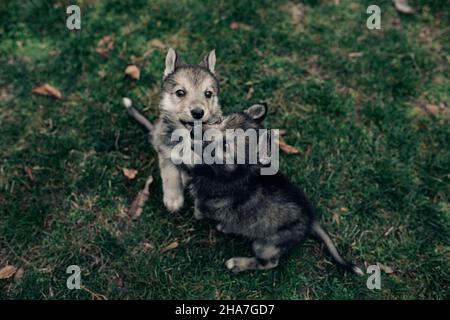 Two small wolf-like puppies are playing on green grass on the lawn. Stock Photo