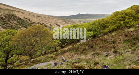 Wistman's Wood a remnant of the stunted climax Oak forests that once clothed much of Dartmoor and other British uplands - Stock Photo