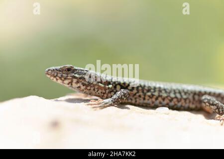 Common wall lizard Podarcis muralis sun bathing on a stone with yellow bokeh Stock Photo