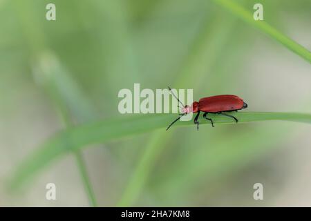 Cardinal Beetle Pyrochroa serraticornis perching on green plants Stock Photo