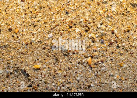 Background of small sea rocks, shells and sand during evening time and yellow glowing sunlight on it. Used selective focus. Stock Photo