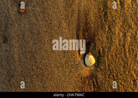 Sea shell in the sand with evening yellow sunlight on it. Used selective focus. Stock Photo
