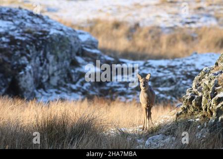 Roe deer found on Islay during Winter 2010.  In habitat with easy access to cover to protect itself from predators. Stock Photo