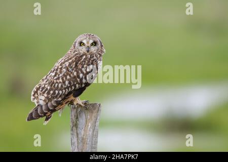 Short-eared owl perched looking at camera on wooden post in wet pastures. France, Europe