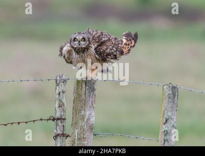 Owl perched shaking feathers on wooden post in farmland pastures at dusk