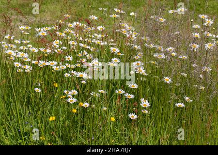 Oxeye Daisy (Leucanthemum vulgare), Group of flowering heads front facing following the sunlight. Midst other vegetation including Buttercups and seed Stock Photo