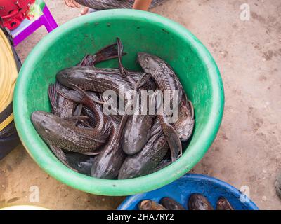 Catfish (Carachama, Panaque schaeferi, Pseudorinelepis genibarbis) from the Amazon River in a large  bowl at the Belen bazaar. Also called cuchas or p Stock Photo