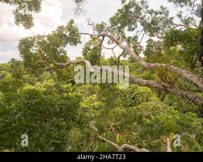 Fabulous rainforest of Amazon. Tree covered with bromeliad found in the Amazon jungle. Bromeliads are plants that are adapted to different climates. A Stock Photo